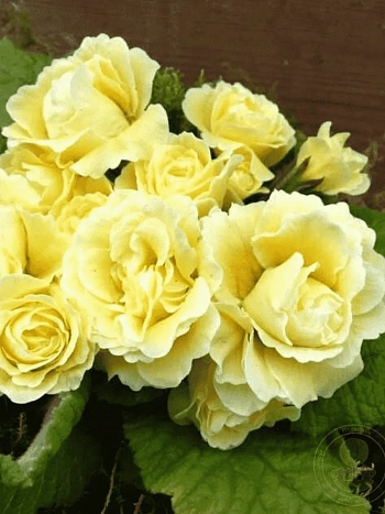 Примула обыкновенная Bonheur