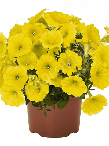 Петуния Potunia Canary Yellow (Кашпо)