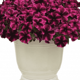 Петуния Crazytunia Cosmic Purple (Кашпо)