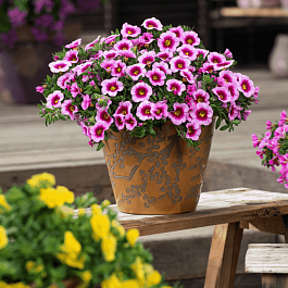 Калибрахоа Cabaret Early Light pink (кашпо)