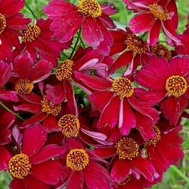 Кореопсис мутовчатый Руби Ред