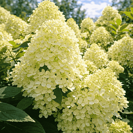 Гортензия метельчатая Great Escape