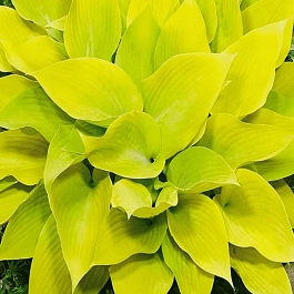 Хоста Sunny Halcyon