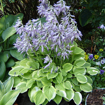 Хоста гибридная Даймонд Тиара НАБОР 2ШТ (1+1)