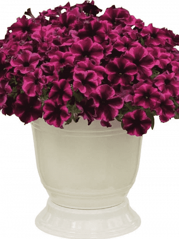 Петуния Crazytunia Cosmic Purple (Кашпо)