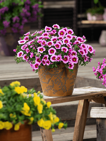 Калибрахоа Cabaret Early Light pink (кашпо)