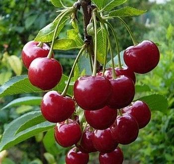 Вишня  Гриот Белорусский
