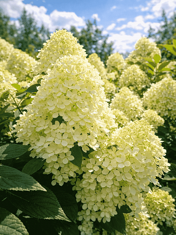 Гортензия метельчатая Great Escape