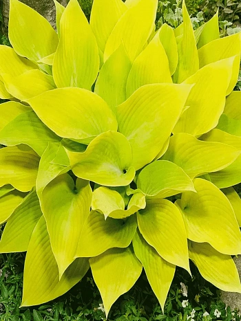 Хоста Sunny Halcyon