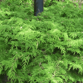 Микробиота перекрестнопарная Green Carpet