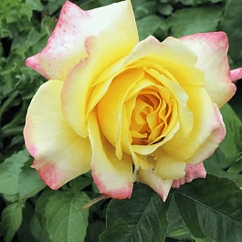 Роза чайно-гибридная Peer Gynt