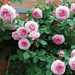 Роза Английская кустовая James Galway