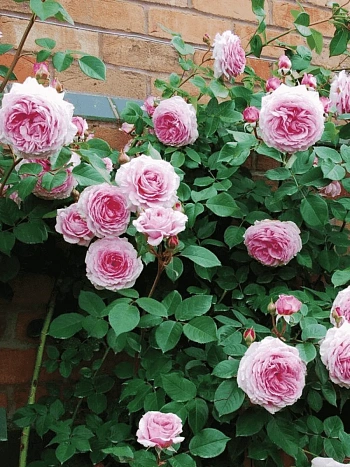 Роза Английская кустовая James Galway