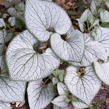 Бруннера крупнолистная Сильвер Харт