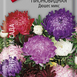 Астра пионовидная Дюшес микс