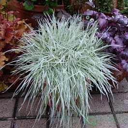 Бухарник мягкий Вайт Фог