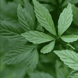 Гиностемма пятилистная