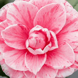 Камелия японская  Bonomiana roze