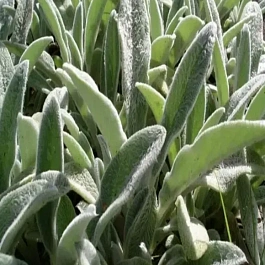 Чистец шерстистый