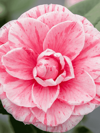 Камелия японская  Bonomiana roze