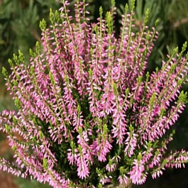 Вереск обыкновенный Lore