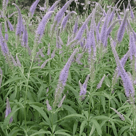 Вероникаструм виргинский Temptation