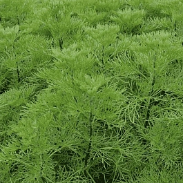 Полынь древовидная Coca Cola