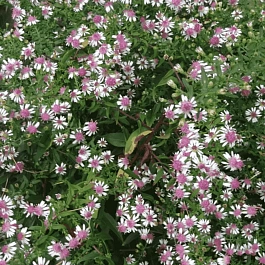 Астра бокоцветная Horizontalis