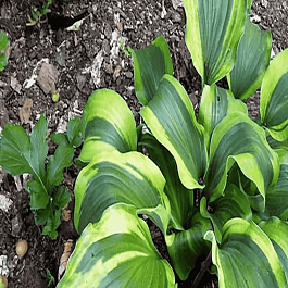 Хоста Monkey Business