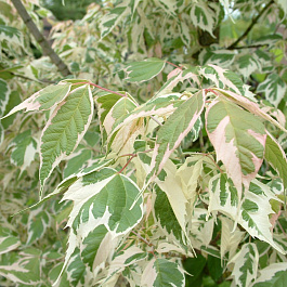 Клен ясенелистный Variegata