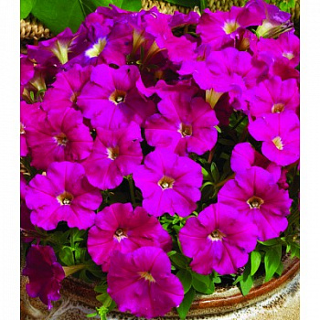 Петуния миллифлора Пикобелла Кармин