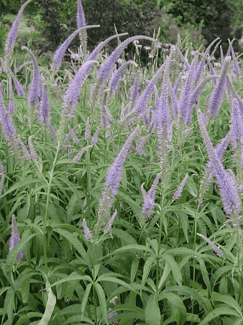 Вероникаструм виргинский Temptation