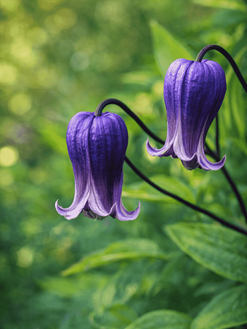 Клематис Sophie