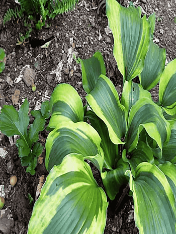 Хоста Monkey Business