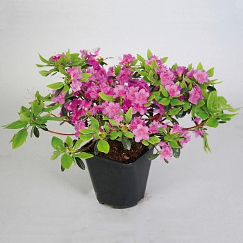 Азалия японская Кёнигштайн