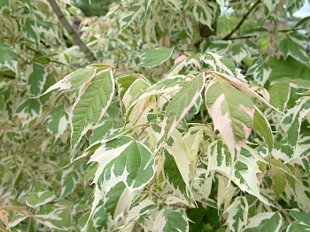 Клен ясенелистный Variegata
