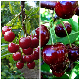 Дерево-сад (5 летка) вишня 2 сорта Шубинка-Ночка