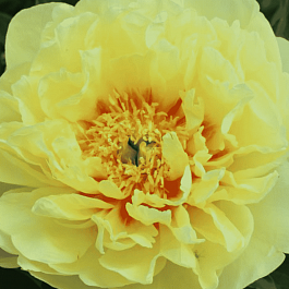 Пион ИТО Yellow Waterlily