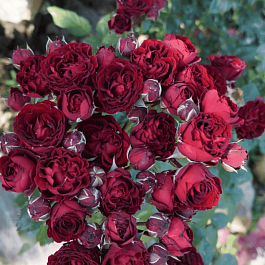 Роза Миниатюрная Black Jack