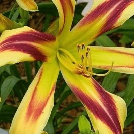 Лилейник Free Wheelin