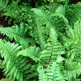 Щитовник мужской Криспа Кристата