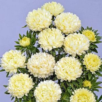 Астра Бьютифул Дэй Креми Вайт