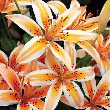 Лилия азиатская Ориндж Электрик НАБОР 2ШТ (2+2)