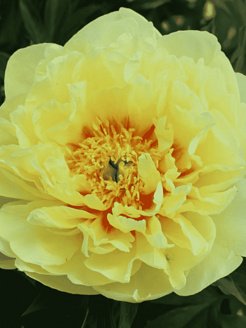 Пион ИТО Yellow Waterlily