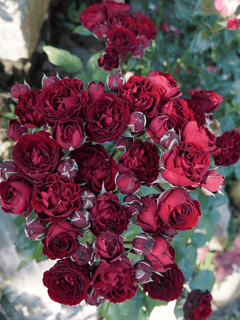 Роза Миниатюрная Black Jack