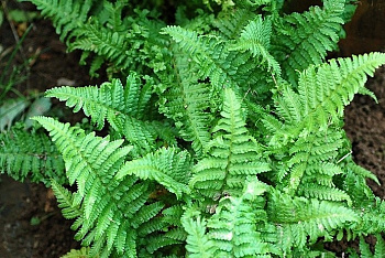 Щитовник мужской Криспа Кристата Щитовник мужской Криспа Кристата