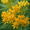 Ваточник клубненосный Hello Yellow