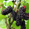 Шелковица черная Надия