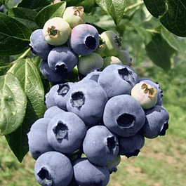 Голубика высокорослая Hannah's Choice