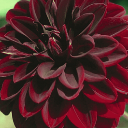 Георгина Arabian Night